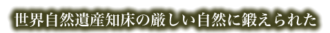 世界自然遺産知床の厳しい自然に鍛えられた