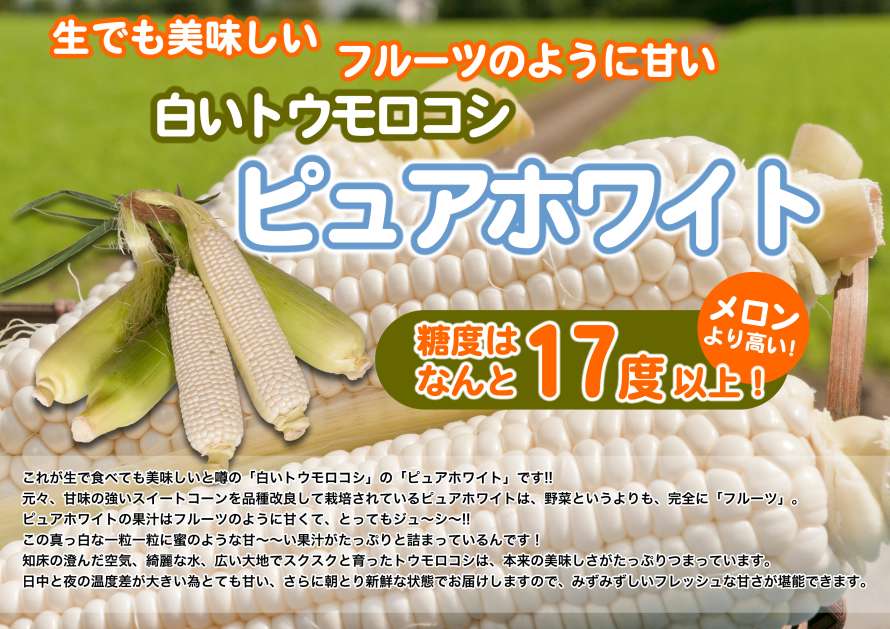 生でも美味しい フルーツのように甘い 白いトウモロコシ ピュアホワイト 糖度はなんと17度以上! メロンより高い! これが生で食べても美味しいと噂の「白いトウモロコシ」の「ピュアホワイト」です!!
元々、甘味の強いスイートコーンを品種改良して栽培されているピュアホワイトは、野菜というよりも、完全に「フルーツ」。
ピュアホワイトの果汁はフルーツのように甘くて、とってもジュ~シ~!!
この真っ白な一粒一粒に蜜のような甘~~い果汁がたっぷりと詰まっているんです!
知床の澄んだ空気、綺麗な水、広い大地でスクスクと育ったトウモロコシは、本来の美味しさがたっぷりつまっています。
日中と夜の温度差が大きい為とても甘い、さらに朝とり新鮮な状態でお届けしますので、みずみずしいフレッシュな甘さが堪能できます。